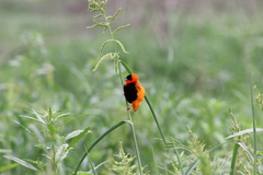 Euplectes franciscanus