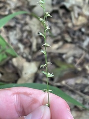 Poaceae