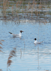 Hydrocoloeus minutus