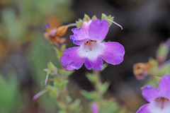 Penstemon gairdneri