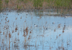 Hydrocoloeus minutus