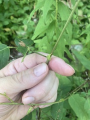 Desmodium cuspidatum