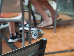 Fringilla coelebs maderensis