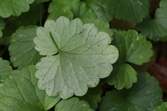 Puccinia glechomatis