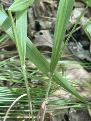 Poaceae