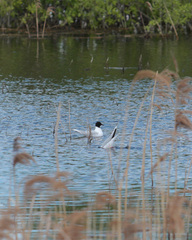 Hydrocoloeus minutus