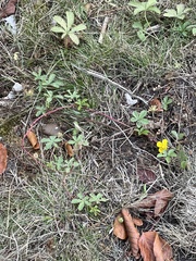 Potentilla reptans