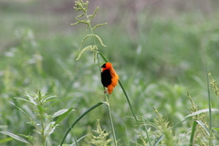 Euplectes franciscanus