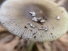 Amanita vaginata