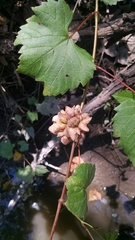 Ampelomyia vitiscoryloides