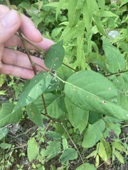 Desmodium cuspidatum