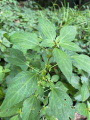 Acalypha rhomboidea