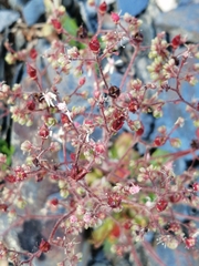 Micranthes ferruginea