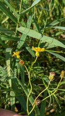 Senecio inaequidens