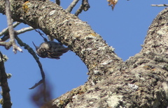 Certhia brachydactyla