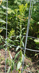 Solidago ohioensis