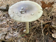 Amanita vaginata