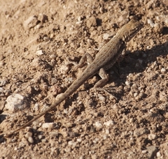 Uta stansburiana elegans
