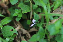 Acanthaceae