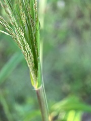 Panicum dichotomiflorum