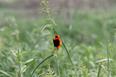 Euplectes franciscanus