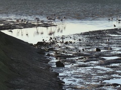 Phoenicopterus roseus