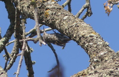 Certhia brachydactyla