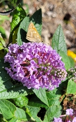 Atalopedes campestris