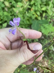 Desmodium cuspidatum