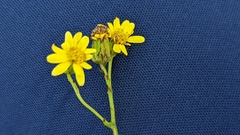 Senecio inaequidens