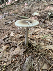 Amanita vaginata