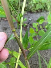 Panicum dichotomiflorum