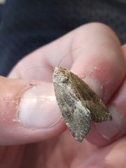 Plagiomimicus spumosum