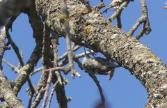 Certhia brachydactyla