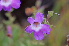 Penstemon gairdneri
