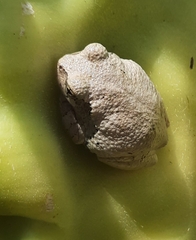 Hyla