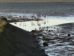 Phoenicopterus roseus