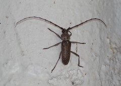 Gnaphalodes trachyderoides