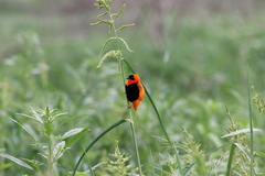 Euplectes franciscanus