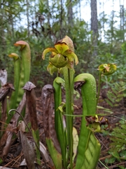Sarracenia minor