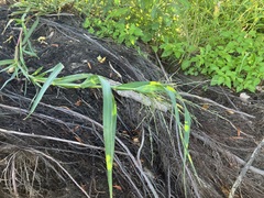 Panicum dichotomiflorum
