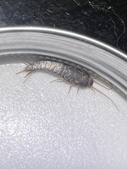 Allacrotelsa spinulata