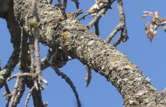Certhia brachydactyla