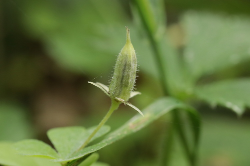 Thecaphora oxalidis · iNaturalist