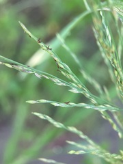 Panicum dichotomiflorum