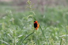 Euplectes franciscanus