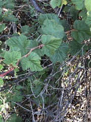 Rubus deliciosus