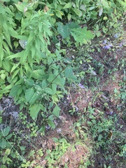 Desmodium cuspidatum