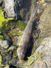 Acanthogobius flavimanus