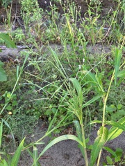 Panicum dichotomiflorum
